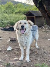 BELYO, Hund, Mischlingshund in Bulgarien - Bild 17