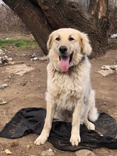BELYO, Hund, Mischlingshund in Bulgarien - Bild 19