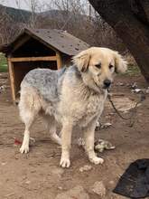 BELYO, Hund, Mischlingshund in Bulgarien - Bild 20