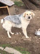 BELYO, Hund, Mischlingshund in Bulgarien - Bild 21