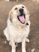 BELYO, Hund, Mischlingshund in Bulgarien - Bild 22