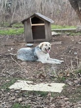 BELYO, Hund, Mischlingshund in Bulgarien - Bild 24