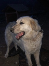 BELYO, Hund, Mischlingshund in Bulgarien - Bild 26
