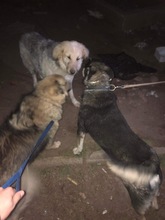 BELYO, Hund, Mischlingshund in Bulgarien - Bild 27