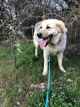 BELYO, Hund, Mischlingshund in Bulgarien - Bild 30