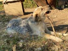 BELYO, Hund, Mischlingshund in Bulgarien - Bild 32
