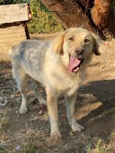 BELYO, Hund, Mischlingshund in Bulgarien - Bild 33