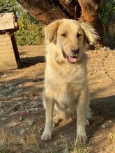 BELYO, Hund, Mischlingshund in Bulgarien - Bild 34