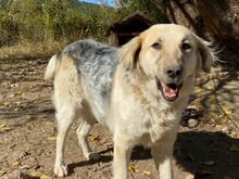 BELYO, Hund, Mischlingshund in Bulgarien - Bild 37