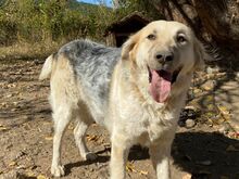 BELYO, Hund, Mischlingshund in Bulgarien - Bild 38