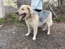 BELYO, Hund, Mischlingshund in Bulgarien - Bild 39