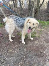 BELYO, Hund, Mischlingshund in Bulgarien - Bild 41