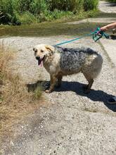 BELYO, Hund, Mischlingshund in Bulgarien - Bild 44