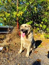 BELYO, Hund, Mischlingshund in Bulgarien - Bild 6