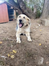 BELYO, Hund, Mischlingshund in Bulgarien - Bild 8
