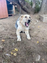 BELYO, Hund, Mischlingshund in Kall - Bild 10