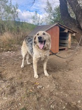 BELYO, Hund, Mischlingshund in Kall - Bild 11