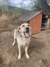 BELYO, Hund, Mischlingshund in Kall - Bild 12