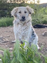 BELYO, Hund, Mischlingshund in Kall - Bild 14