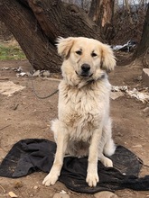 BELYO, Hund, Mischlingshund in Kall - Bild 18