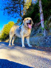 BELYO, Hund, Mischlingshund in Kall - Bild 2