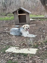 BELYO, Hund, Mischlingshund in Kall - Bild 24