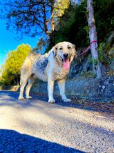 BELYO, Hund, Mischlingshund in Kall - Bild 3