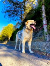 BELYO, Hund, Mischlingshund in Kall - Bild 4