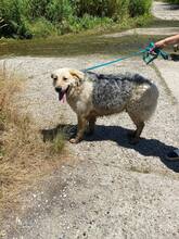 BELYO, Hund, Mischlingshund in Kall - Bild 44