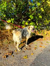 BELYO, Hund, Mischlingshund in Kall - Bild 7