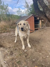 BELYO, Hund, Mischlingshund in Kall - Bild 9