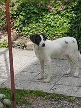 KIMMY, Hund, Mischlingshund in Speyer - Bild 2