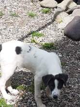 KIMMY, Hund, Mischlingshund in Speyer - Bild 4