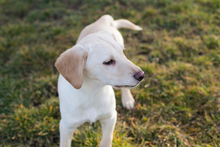 FINLAY, Hund, Labrador-Mix in Kroatien - Bild 10