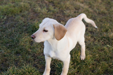FINLAY, Hund, Labrador-Mix in Kroatien - Bild 2