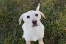FINLAY, Hund, Labrador-Mix in Kroatien - Bild 3