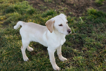 FINLAY, Hund, Labrador-Mix in Kroatien - Bild 4