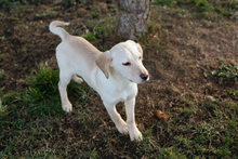FINLAY, Hund, Labrador-Mix in Kroatien - Bild 6
