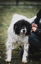 LOLA, Hund, Mischlingshund in Bulgarien - Bild 20