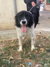 LOLA, Hund, Mischlingshund in Bulgarien - Bild 22