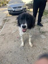 LOLA, Hund, Mischlingshund in Bulgarien - Bild 25