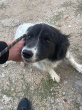 LOLA, Hund, Mischlingshund in Bulgarien - Bild 27