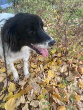 LOLA, Hund, Mischlingshund in Bulgarien - Bild 30