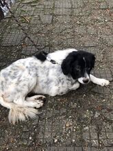 LOLA, Hund, Mischlingshund in Neustetten - Bild 49