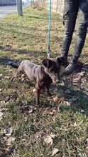 PIPPA, Hund, Mischlingshund in Ungarn - Bild 12