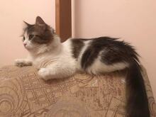 BRUMBI, Katze, Hauskatze in Bulgarien - Bild 10