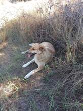 BEBA, Hund, Mischlingshund in Bulgarien - Bild 10