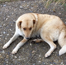 BEBA, Hund, Mischlingshund in Bulgarien - Bild 12
