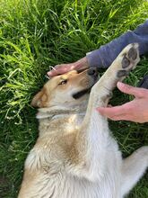 BEBA, Hund, Mischlingshund in Bulgarien - Bild 14
