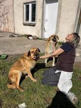 BEBA, Hund, Mischlingshund in Bulgarien - Bild 15